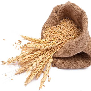 Barley