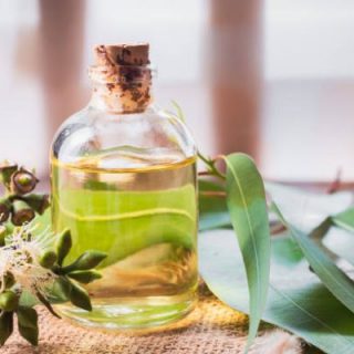 Eucalyptus Oil