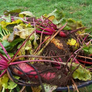 Root crops