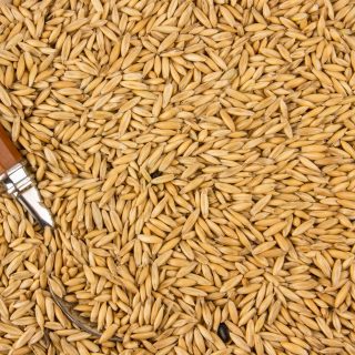 Oats Animal Food