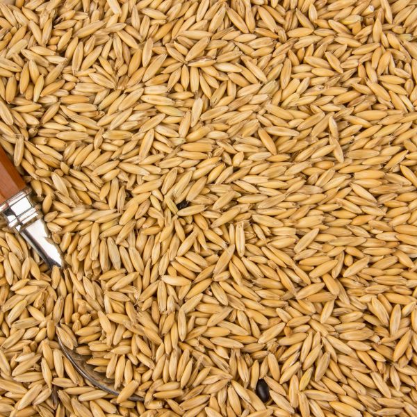 Oats Animal Food
