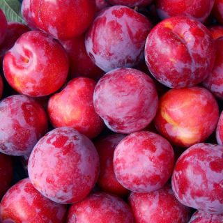 Plums