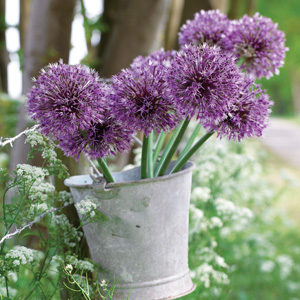 Allium