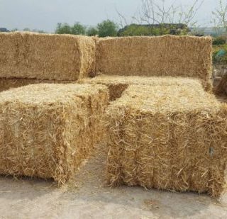 Wheat Straw