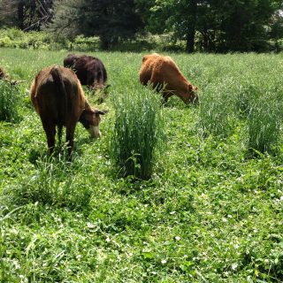 Pasture grasses