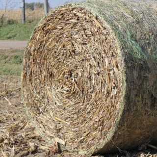 Stover (cornstalks)