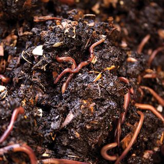 Organic fertilizers