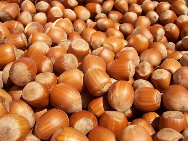 Filberts (Hazel Nuts)