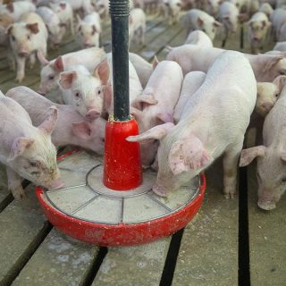 Soybean meal