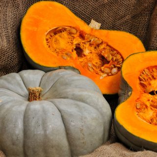pumpkin