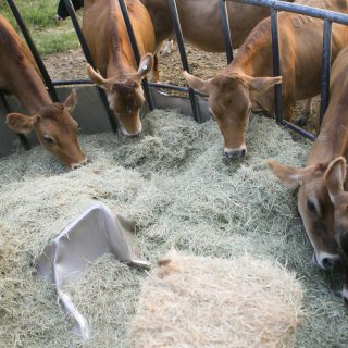 Straw