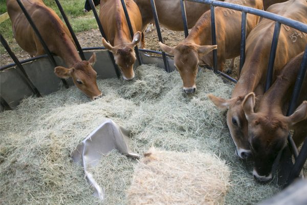 Straw