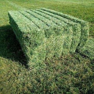 Alfalfa