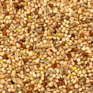 Budgie Seed