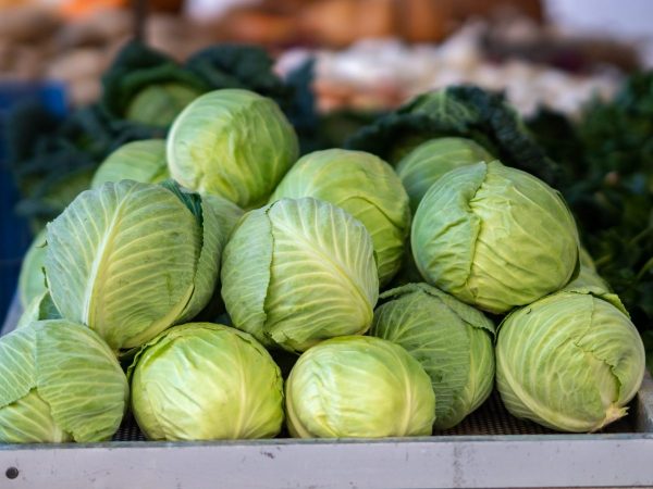 Cabbage