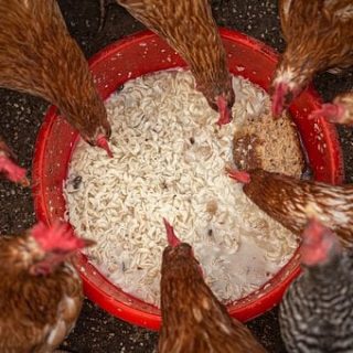 Chicken Grower feed