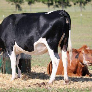 Dairy Cattle Feeds