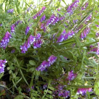 Vicia sativa (Vetch)