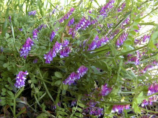 Vicia sativa (Vetch)