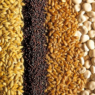 Cereal grain plants