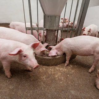 Pig Grower Feeds