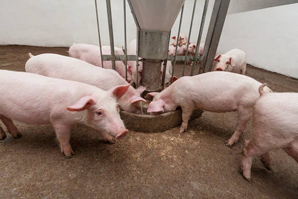 Pig Grower Feeds