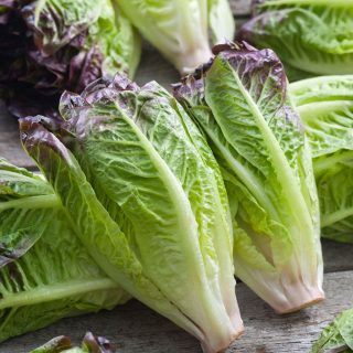 lettuce