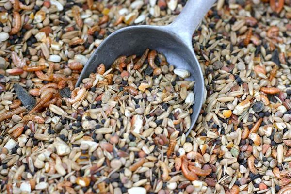 Mixed poultry grain