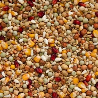 Pigeon Seed