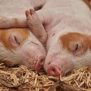 Sow Feeds