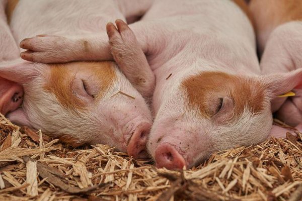 Sow Feeds