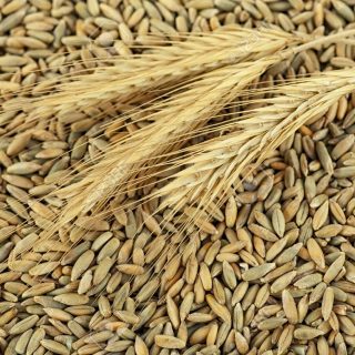 Rye