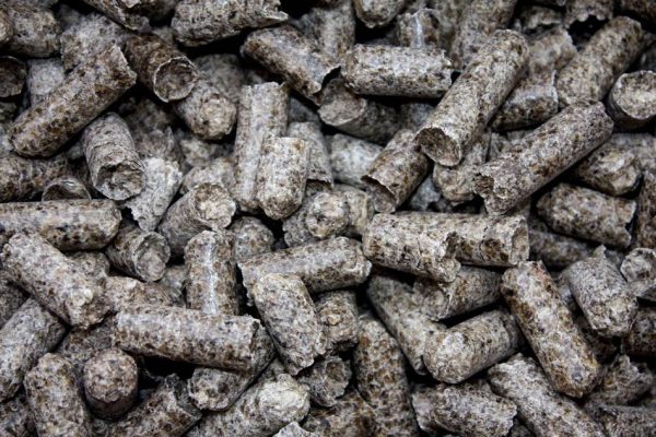 sugar beets