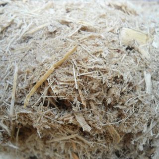 Sugarcane
