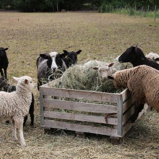 Sheep Feeds