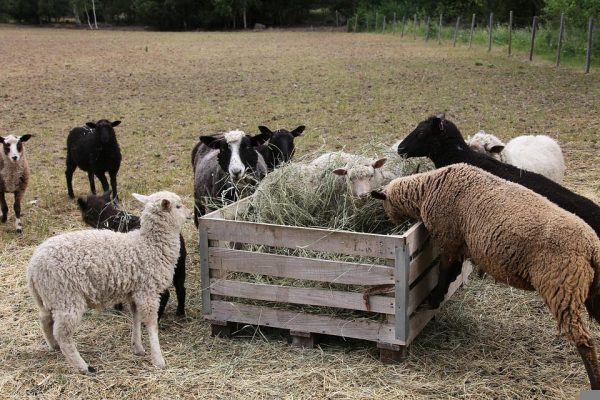 Sheep Feeds