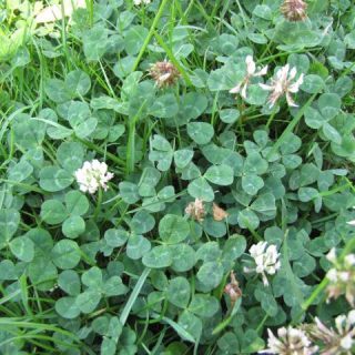 Clover