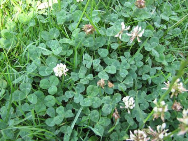 Clover