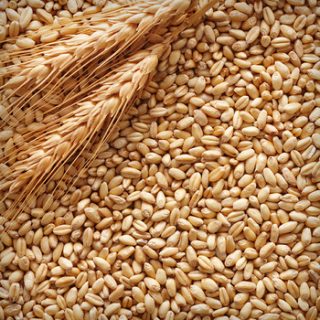Barley Animal Food