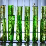Algae Oil