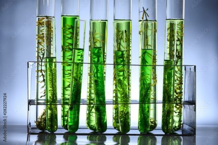 Algae Oil