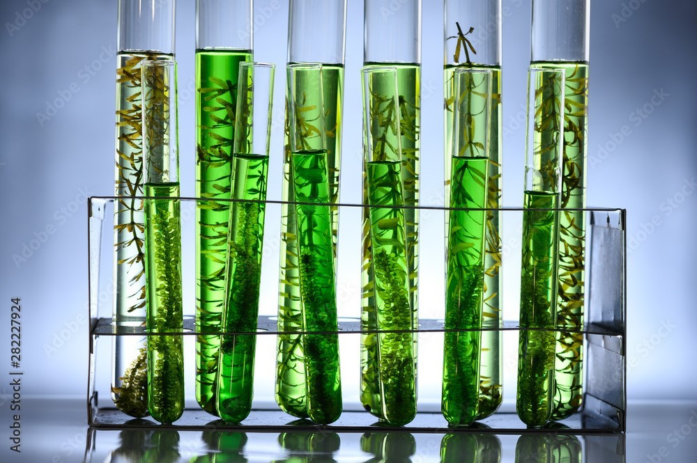 1639437552732 Algae Oil