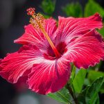 Hibiscus