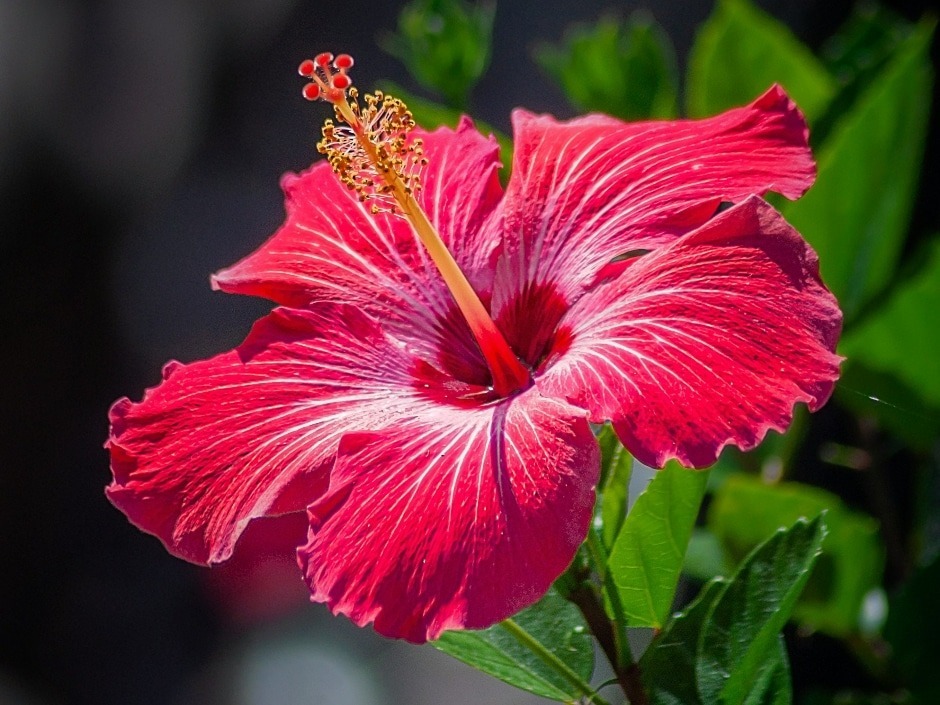 171-1 Hibiscus - Image 1