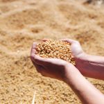 soybeans
