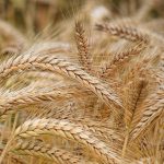 Barley