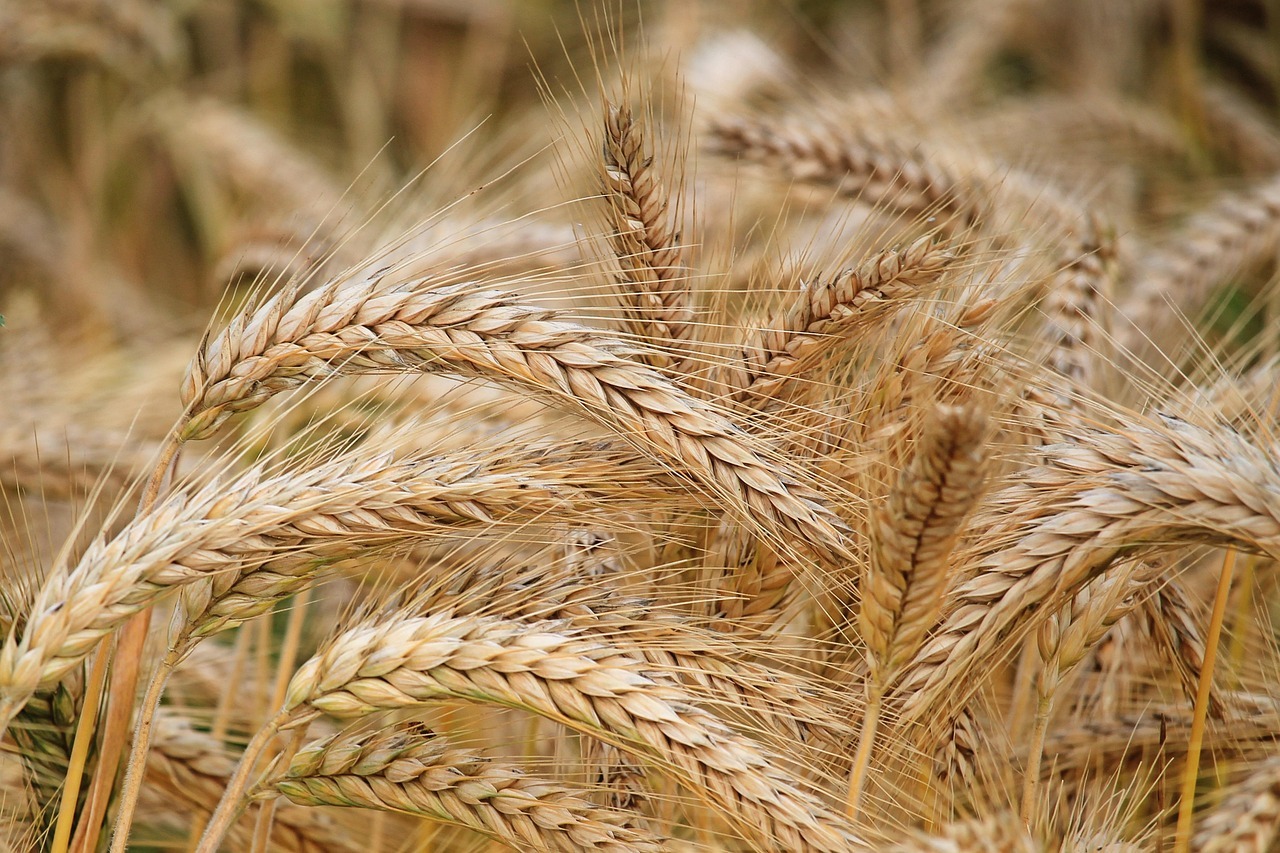 Barley Barley