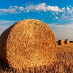 Teff Hay