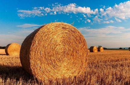Teff Hay