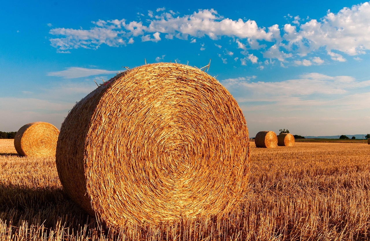 Teff Hay Teff Hay
